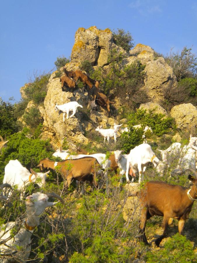 Chez Tatie Menie Bed & Breakfast Fraisse-des-Corbieres ภายนอก รูปภาพ